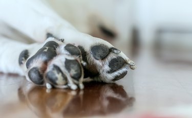 close up dog paws