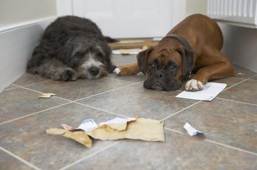 Two dogs in hallway, one with paw on letter