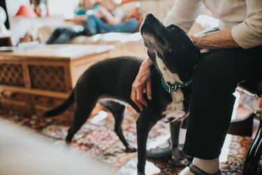 Stroking a black dog in a living room