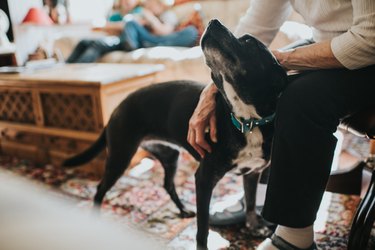 Dog looking up at their human while being petted.