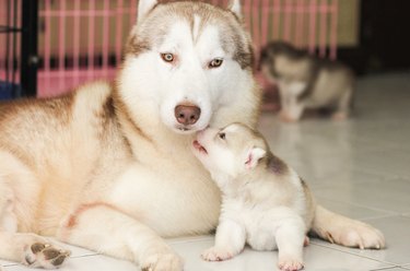 Adult male husky with young husky puppy