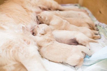 Group of cute beige golden retriever puppies have milk from their mom