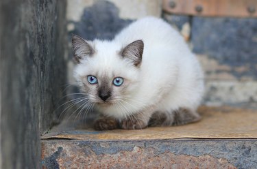 Portrait of white blue-eyed cat