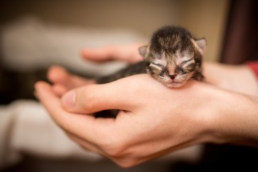 Hands holding newborn striped tabby kitten