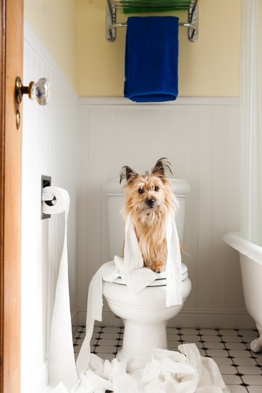 Portrait of cute dog wrapped in toilet paper on toilet seat