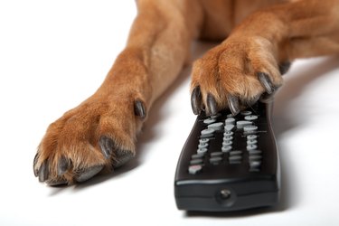 Dog pas with Remote Control