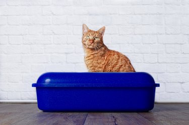 Ginger cat sitting in a litter box