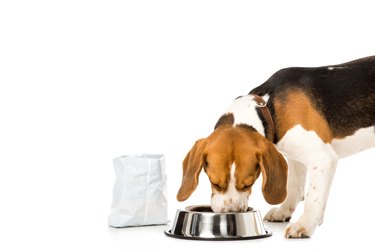 beagle dog eating dog food isolated on white