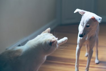 White cat hitting or swatting a white dog