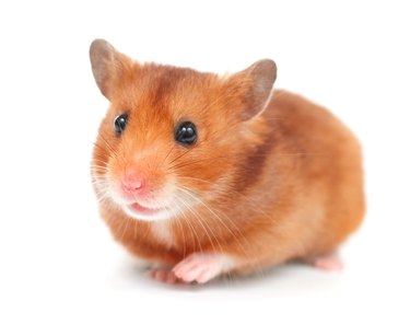 Cute Hamster