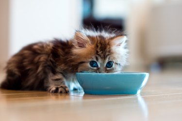 Young kitten eating from blue bowl