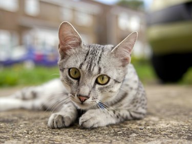 Egyptian mau cat in street