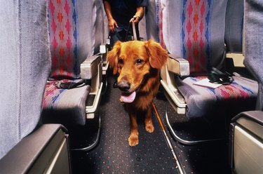 Sniffer dog at work on passenger plane
