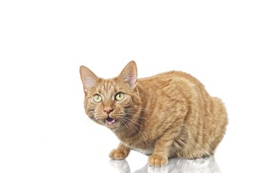 Angry ginger domestic cat against white background