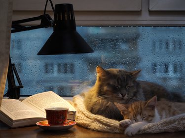 Cats sleeping in the window.