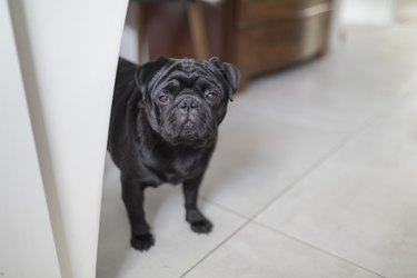 A black pug dog looking towards the camera, with room for text