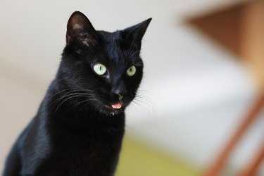 Black cat sticking his tongue out and drooling.