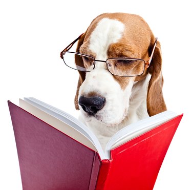 dog in glasses reads the red book