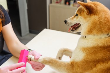 A beautician treats Shiba Inu dogs nails