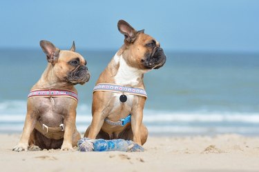 French Buldogs at beach