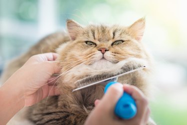 woman combing a longhaired cat