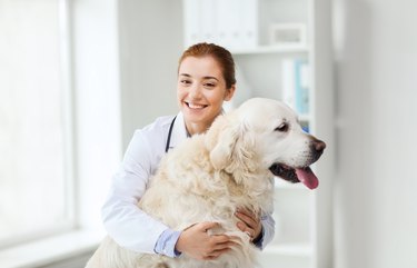 happy doctor with retriever dog at vet clinic