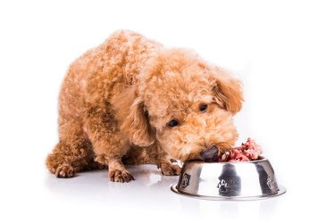 Poodle dog enjoying her nutritious and delicious raw meat meal