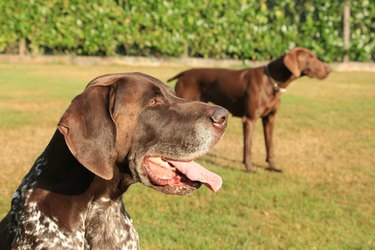 German Shorthaired Pointer