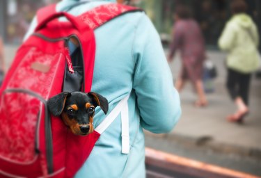 Puppy in tourist backpack.
