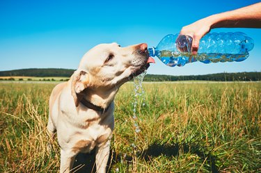 Thirsty dog standing in green grass and drinking out of water bottle