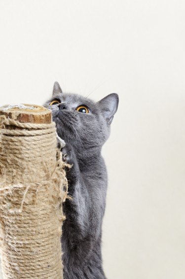 9 Things All First-Time Cat Owners Need To Know
