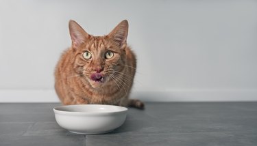 Cute ginger cat licking his face next to a white food dish.
