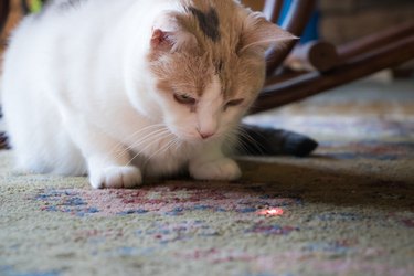 Calico Cat Staring Down Laser