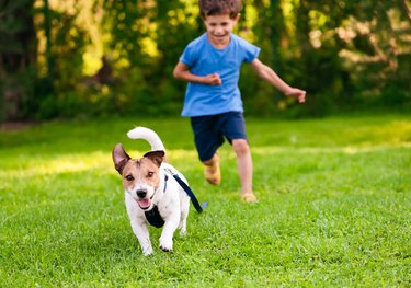 cute dog running from child in grass