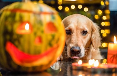 Gorgeous and funny golden retriever dog looking at halloween set with pumpkin and candles