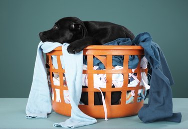 Puppy lying in laundry basket