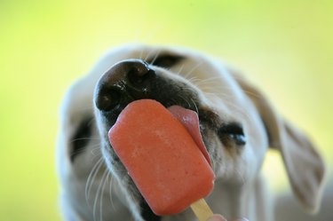Dog Eating Popsicle