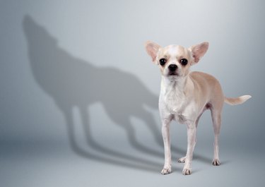 Chihuahua dog with wild wolf shadow, animal character concept