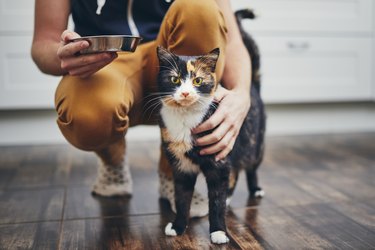 Person holding a cat dish and has their hand around a calico cat.