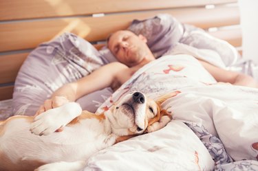 Beagle dog sleep with his owner in bed