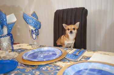 Dog attending a Hanukkah party.