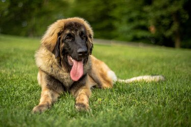 Duke