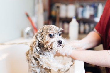 Lhasa apso at grooming salon.