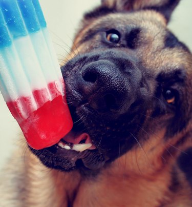 German shepherd dog eating popsicle