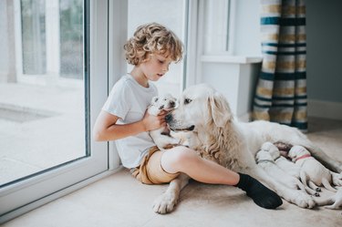 Young boy with Mother Golden Retriever and her Puppies
