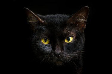 Closeup portrait black cat The face in front of eyes is yellow. Halloween black cat  Black background