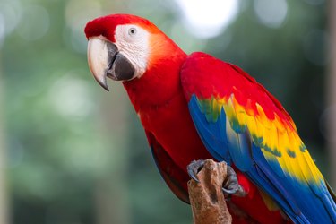 red parrot (macaw)