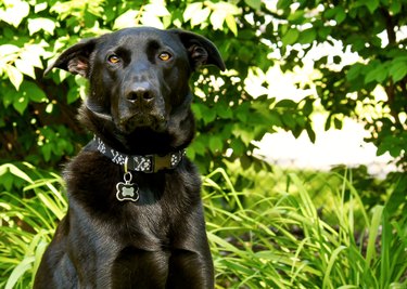 Doberman clearance lab mix