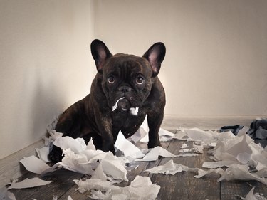 Blame the dog made a mess in the room. Playful puppy French bulldog