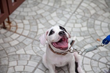 Puppy American bully dog species age 2 months and Owner.